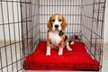A beagle dog sits in an open cage for pets in an apartment.