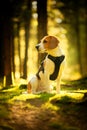 The beagle dog sitting in autumn forest. Portrait with shallow background Royalty Free Stock Photo