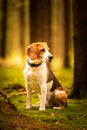 The beagle dog sitting in autumn forest. Portrait with shallow background Royalty Free Stock Photo