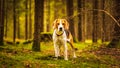 The beagle dog sitting in autumn forest. Portrait with shallow background Royalty Free Stock Photo