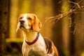 The beagle dog sitting in autumn forest. Portrait with shallow background Royalty Free Stock Photo