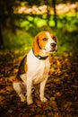 The beagle dog sitting in autumn forest. Portrait with shallow background Royalty Free Stock Photo