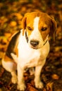 The beagle dog sitting in autumn forest. Portrait with shallow background Royalty Free Stock Photo