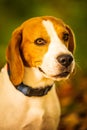 The beagle dog sitting in autumn forest. Portrait with shallow background Royalty Free Stock Photo