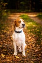 The beagle dog sitting in autumn forest. Portrait with shallow background Royalty Free Stock Photo