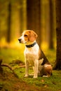 The beagle dog sitting in autumn forest. Portrait with shallow background Royalty Free Stock Photo