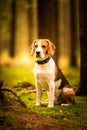 The beagle dog sitting in autumn forest. Portrait with shallow background Royalty Free Stock Photo