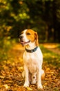 The beagle dog sitting in autumn forest. Portrait with shallow background Royalty Free Stock Photo