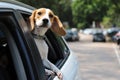 Beagle Dog having a happy ride in the car backseat Royalty Free Stock Photo