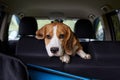 A beagle dog is sitting in the car and waiting for a ride. Royalty Free Stock Photo