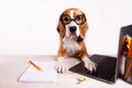 A beagle dog is sitting at a desk in front of a laptop screen.