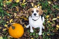 Beagle dog sitting on fallen leaves near pumpkin staring into camera