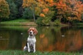 Beagle Dog Sitting on the grass. Autumn Tree Background. Water and Reflection. Duck in Background.