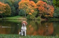 Beagle Dog Sitting on the grass. Autumn Tree Background. Water and Reflection. Duck in Background.