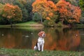 Beagle Dog Sitting on the grass. Autumn Tree Background. Water and Reflection. Duck in Background.