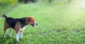 Beagle dog sitting on the green grass outdoor in the park. Royalty Free Stock Photo