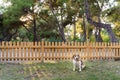 beagle dog sitting next to yellow fence in beautiful forest park area