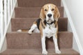 Beagle dog Royalty Free Stock Photo