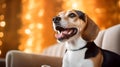The_beagle_dog_sitting_on_a_white_luxurious_2 Royalty Free Stock Photo