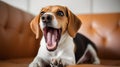 The_beagle_dog_sitting_on_a_white_luxurious_3 Royalty Free Stock Photo