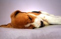 Beagle dog sleeping