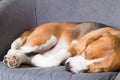 Beagle dog sleeping Royalty Free Stock Photo