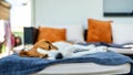 Beagle dog sleeping on a couch outdoors in shade Royalty Free Stock Photo