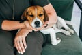 Beagle dog sleeping in the hands of a woman. Copy space. Royalty Free Stock Photo