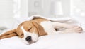 Beagle dog sleeping at home on the bed Royalty Free Stock Photo