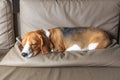 Beagle dog sleeping Royalty Free Stock Photo