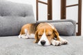 Beagle dog sleeping on couch Royalty Free Stock Photo