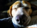The beagle dog is sleeping soundly Royalty Free Stock Photo