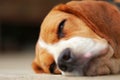 Beagle dog Sleeping and take some rest