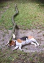 A Beagle dog is sleeping under a broken branch.