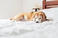 Beagle dog sleeps on his owners white clear bed Royalty Free Stock Photo