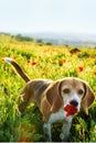 Beagle dog smelling poppy flower in spring wild flowers. Poppies among grass at sunset