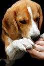 Beagle dog sniffing hand reward