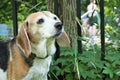 Beagle dog sniffs at blade of grass