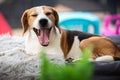 Beagle dog on a sofa outdoors Yawning with long tongue out. Royalty Free Stock Photo