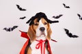 A beagle dog with a spider on its head and a devil& x27;s cape