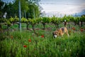 Beagle dog in spring wild flowers. Poppies among vineyard at sunset