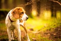 The beagle dog standing in autumn forest. Portrait with shallow background Royalty Free Stock Photo