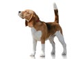 Beagle dog standing isolated on white background. Front view Royalty Free Stock Photo