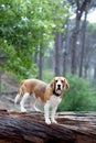 A Beagle dog standing on a log in the forest