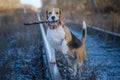 Beagle dog stands on its hind legs with a stick in its teeth Royalty Free Stock Photo