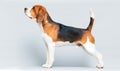 beagle dog stands sideways in full growth Royalty Free Stock Photo