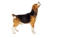 Beagle dog stands sideways Royalty Free Stock Photo