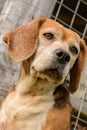 Beagle Dog Royalty Free Stock Photo