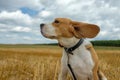 Beagle dog on stubble wheat field