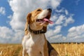 Beagle dog on stubble wheat field